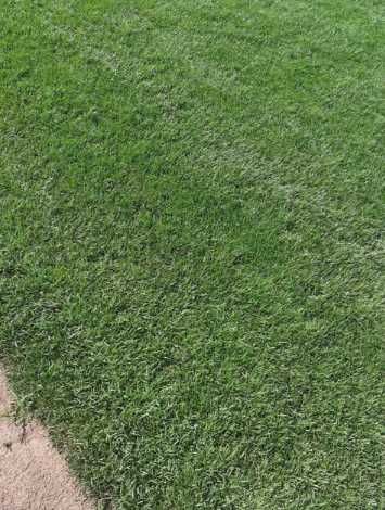 Gazon Rulou Si Sisteme de irigatii + Insamantare