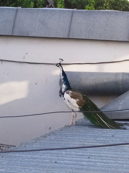 Арликин товус сотилади