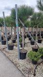 Pin pe picior ( pinus )