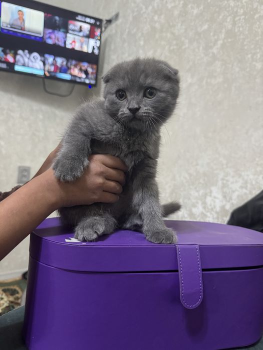 Skotish fold shatlanka sotiladi