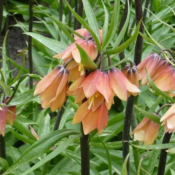 Fritillaria - floarea Pastelui diferite soiuri