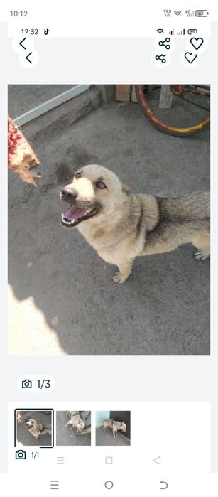 Продам собаку хаски кобель