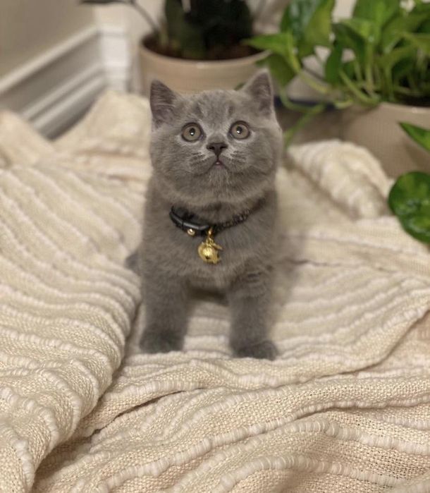 British shorthair baietel