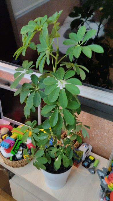 Продажа Шеффлера (дерево-зонтик)