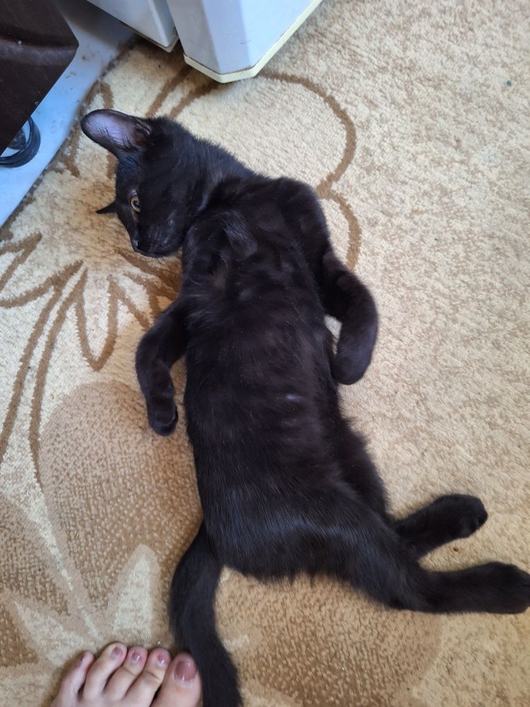 СРОЧНО!!! Котёнок в любящую семью