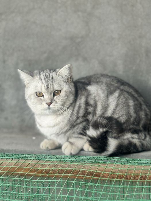 Mushuk sotiladi Shinshila