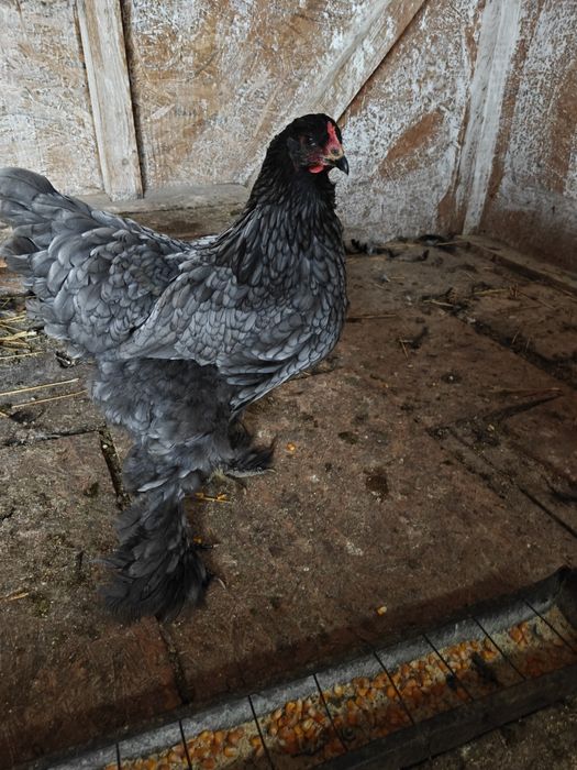 Brahma de anul asta!