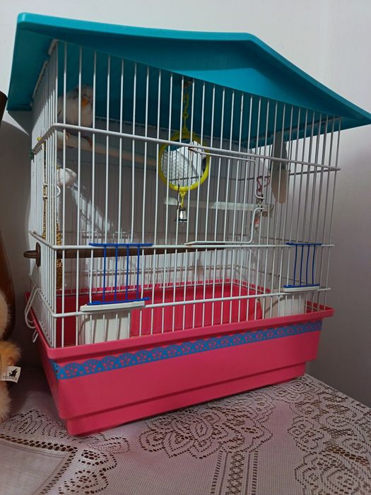 Pui peruș+colivie+accesori