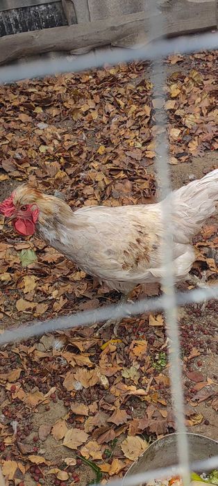 Әтеш сатамын. 3000