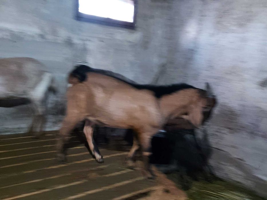 Vând țap Anglo Nubian