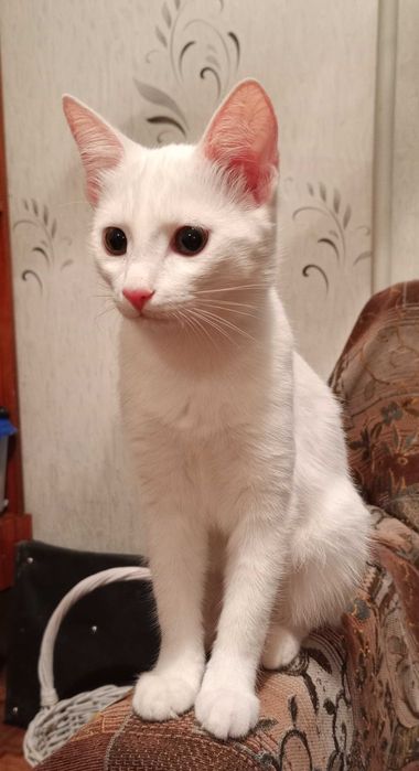Котёнок бесплатно