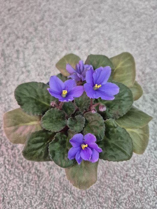 Комнатные растения: Фиалка