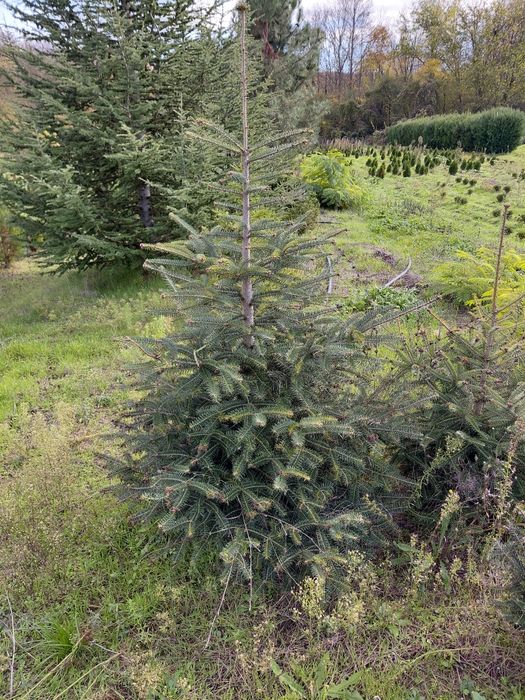 Коледни елхи за засаждане и рязани