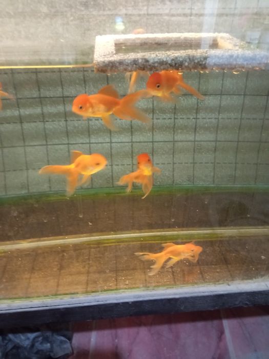 Продаются золотые рыбки