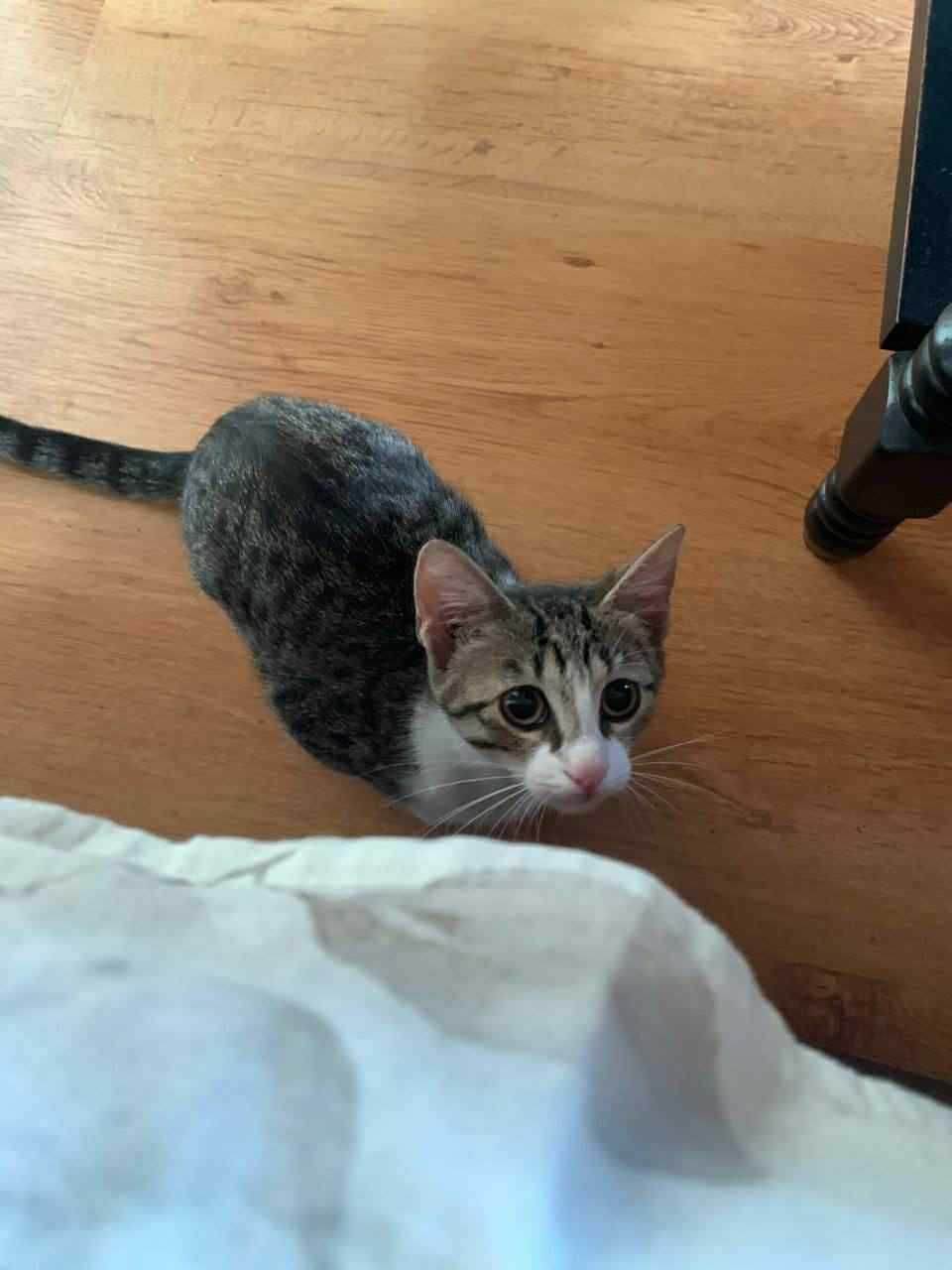 Малко Бебе - Коте