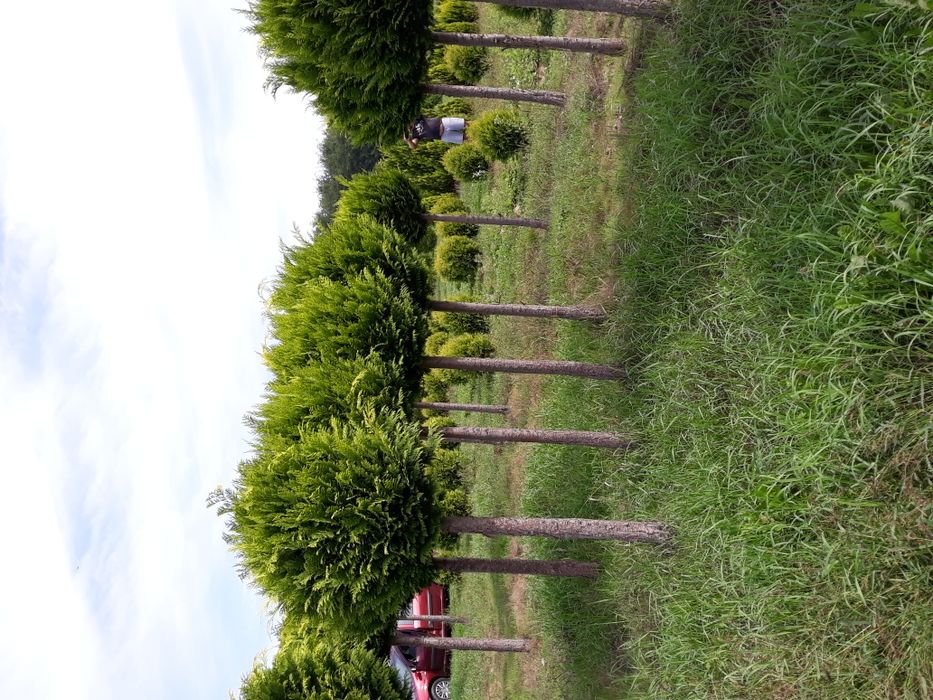 Vand tuia(thuja) smaragd si columnaris(smarald)