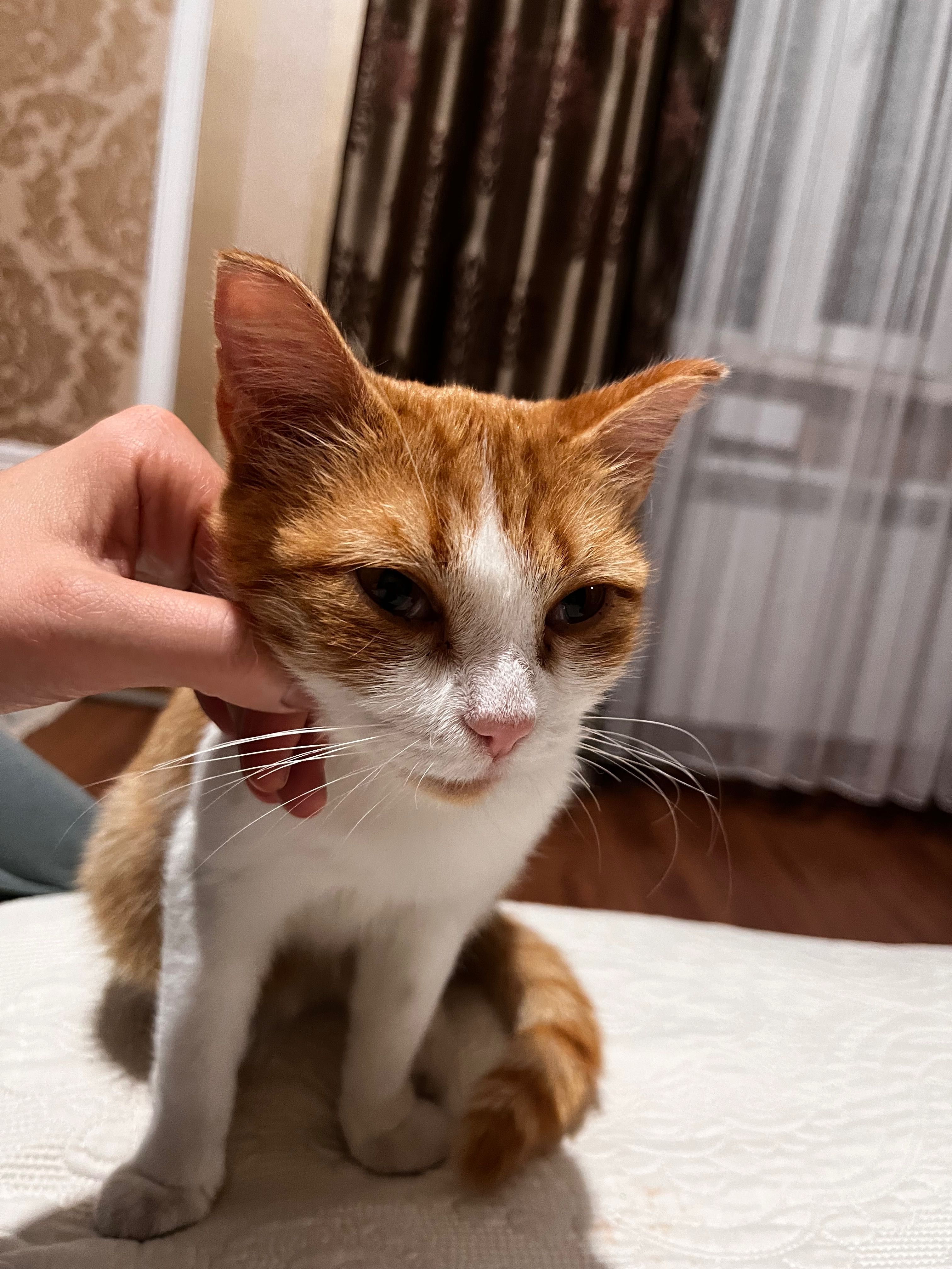 Отдам Кошку не породистую