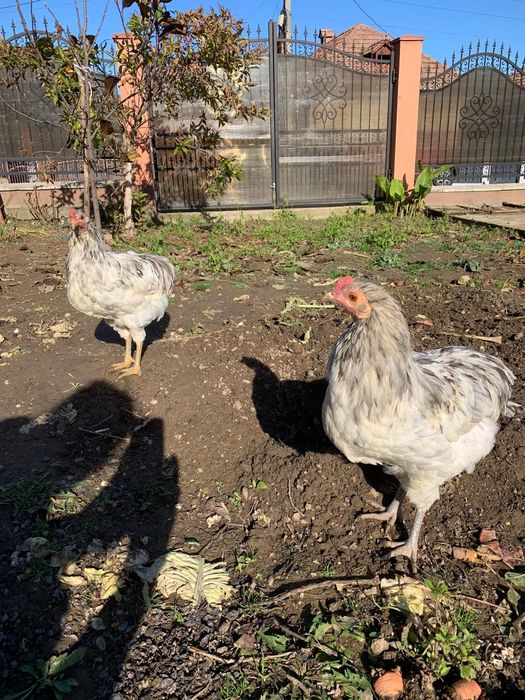 Vand Cocosi Araucana