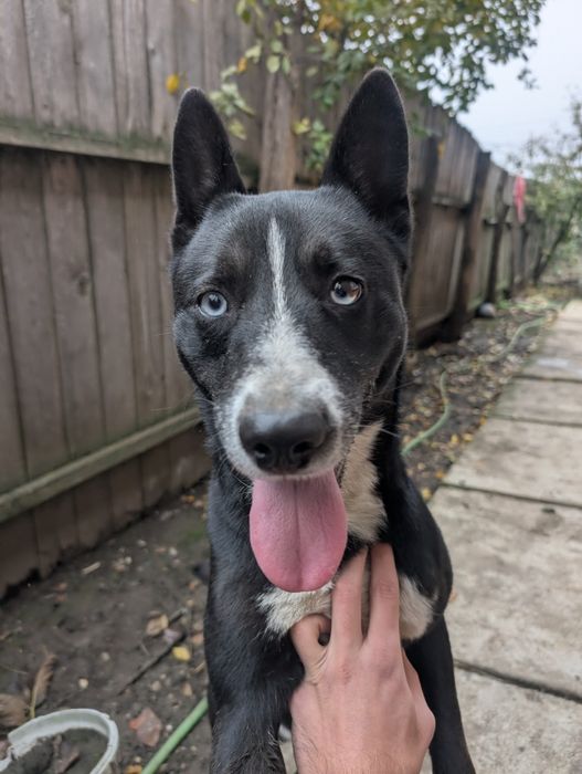 Metis Husky spre adoptie