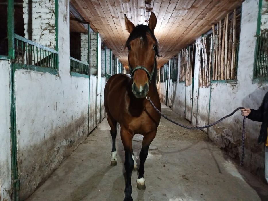 Продам Иноходца 4 года