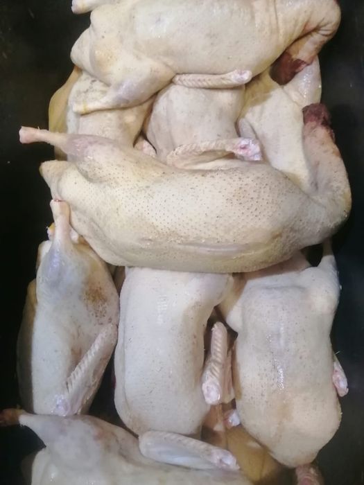 Продам Уток домашние