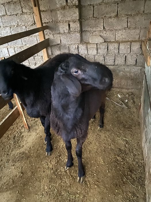 Quy sotiladi qushqor 2 ta tayor quy 60 70 kilo chiqadi