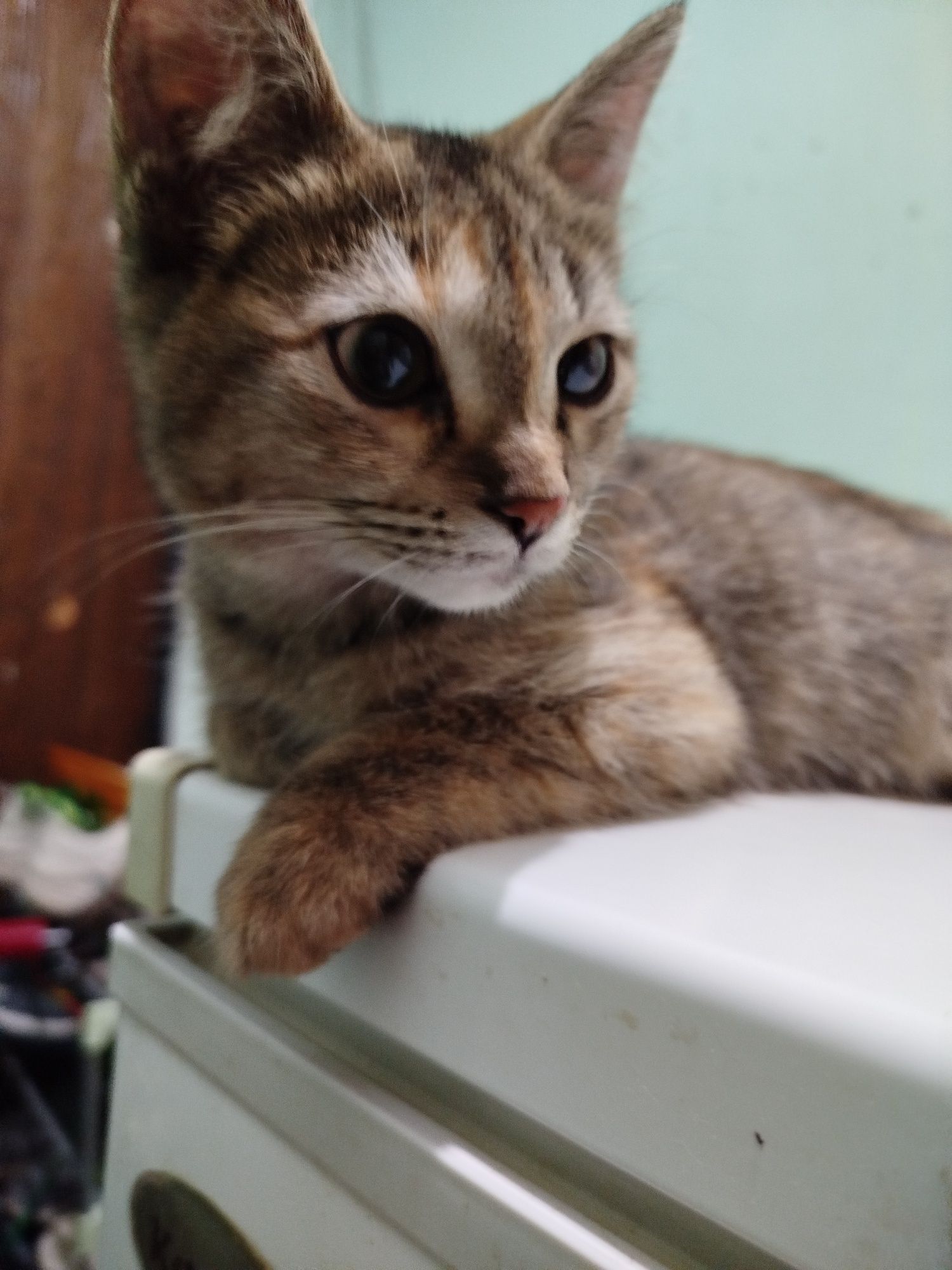 Котёнок девочка 2 месяца отдаю