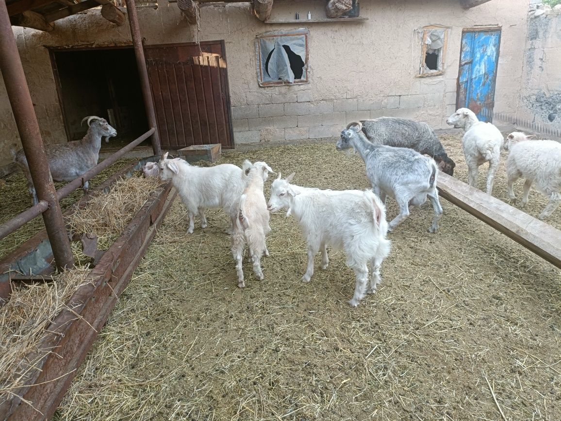 Продам 2 козы и 3 козленка