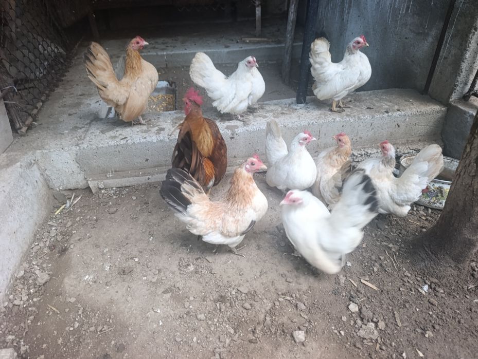 Декоративни Кокошки.