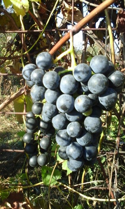 Vita de vie capsunica cu radacini, in ghiveci