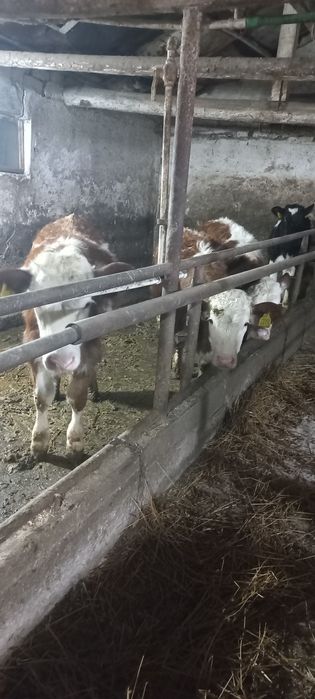 Vițele balțată românească