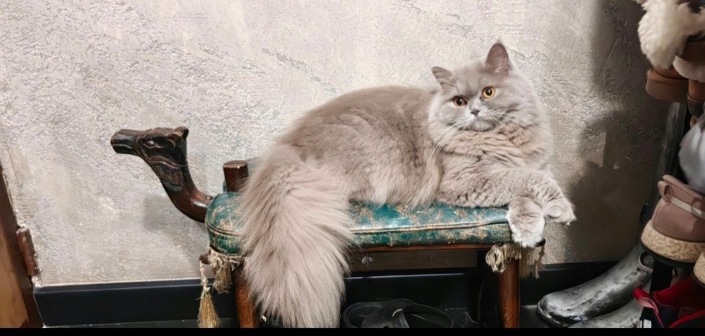 Британски лилави котета