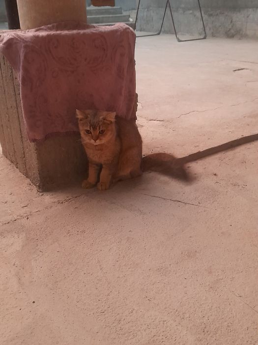 Zolotoy shinshilla