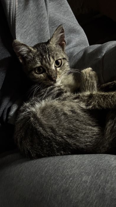 Котенок в добрые руки