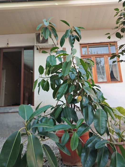 Ficus guli 1. 70 metr