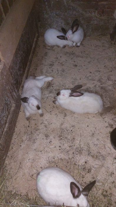 Vând iepuri californieni