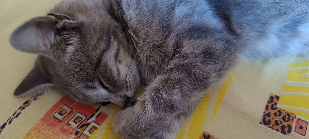 Отдам в хорошие руки кошку девочка