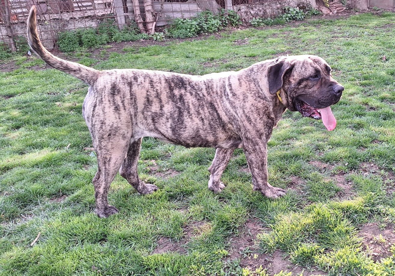 Vând femelă presa canario