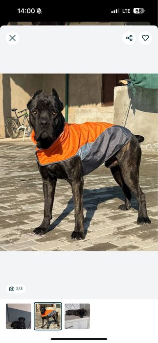 Отрыты на бронь щенки кане корсо