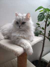 Pisică motan persană