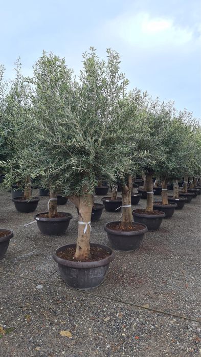 Maslin pe rod poze reale 100%