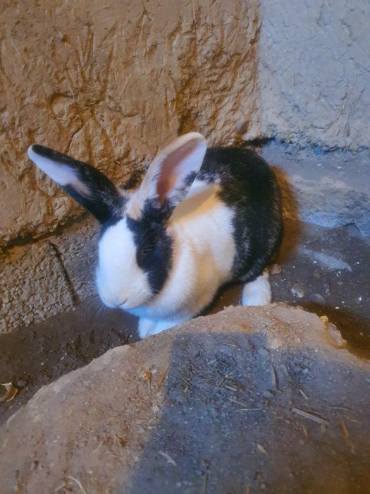 Ургочи куен сотилади