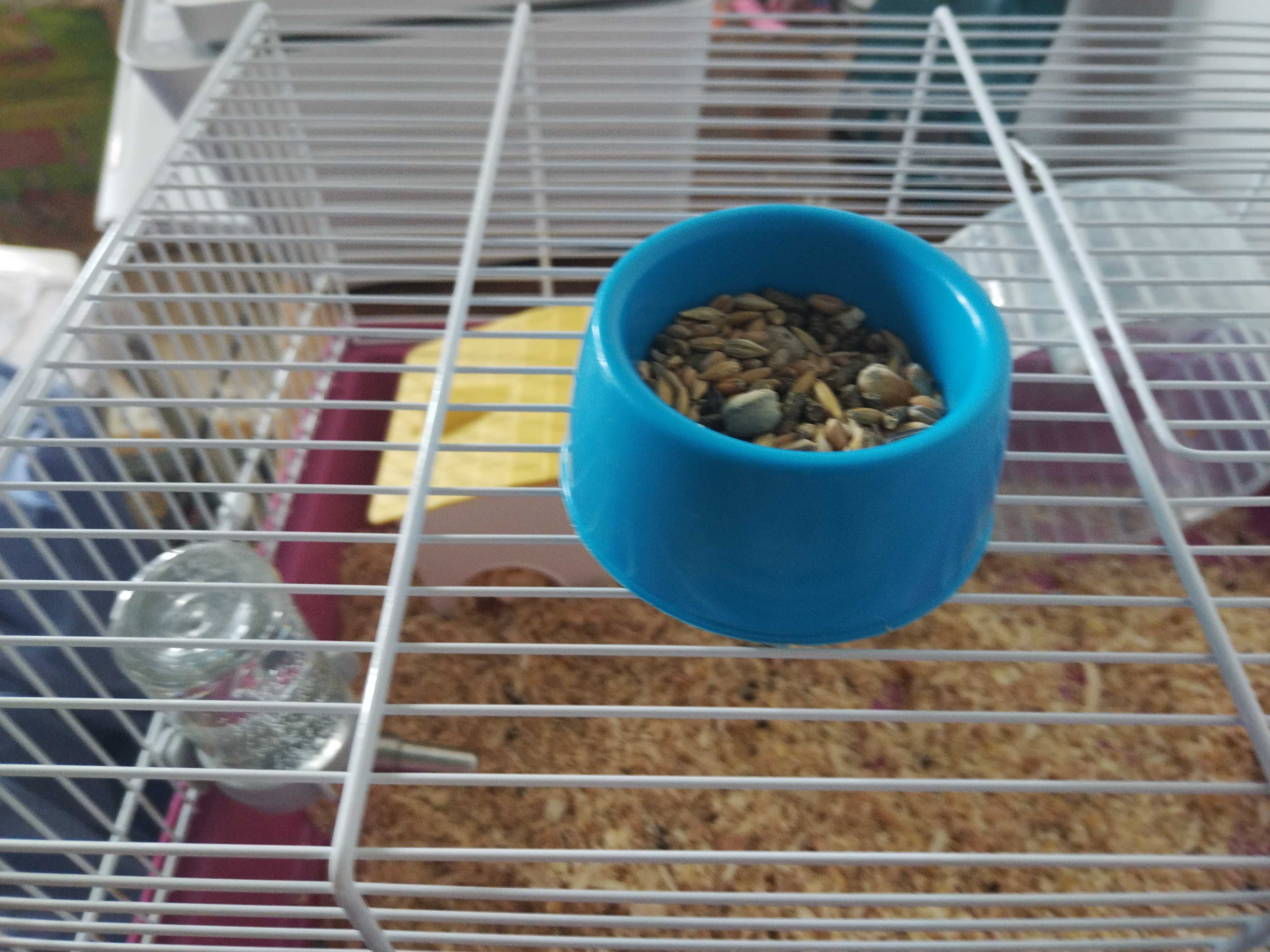 Vând hamster aproximativ 9 - 10 luni mascul