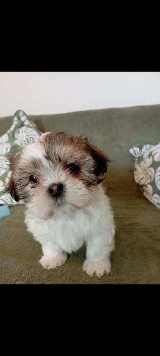 Vând pui shih tzu