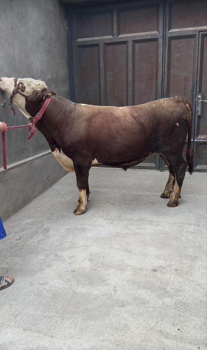 Buqa sotiladi 29 millon kami bor