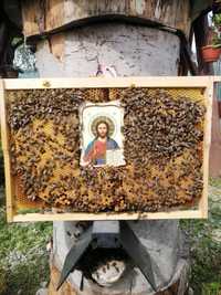 Familii de albine, miere de albine din stupina propie.
