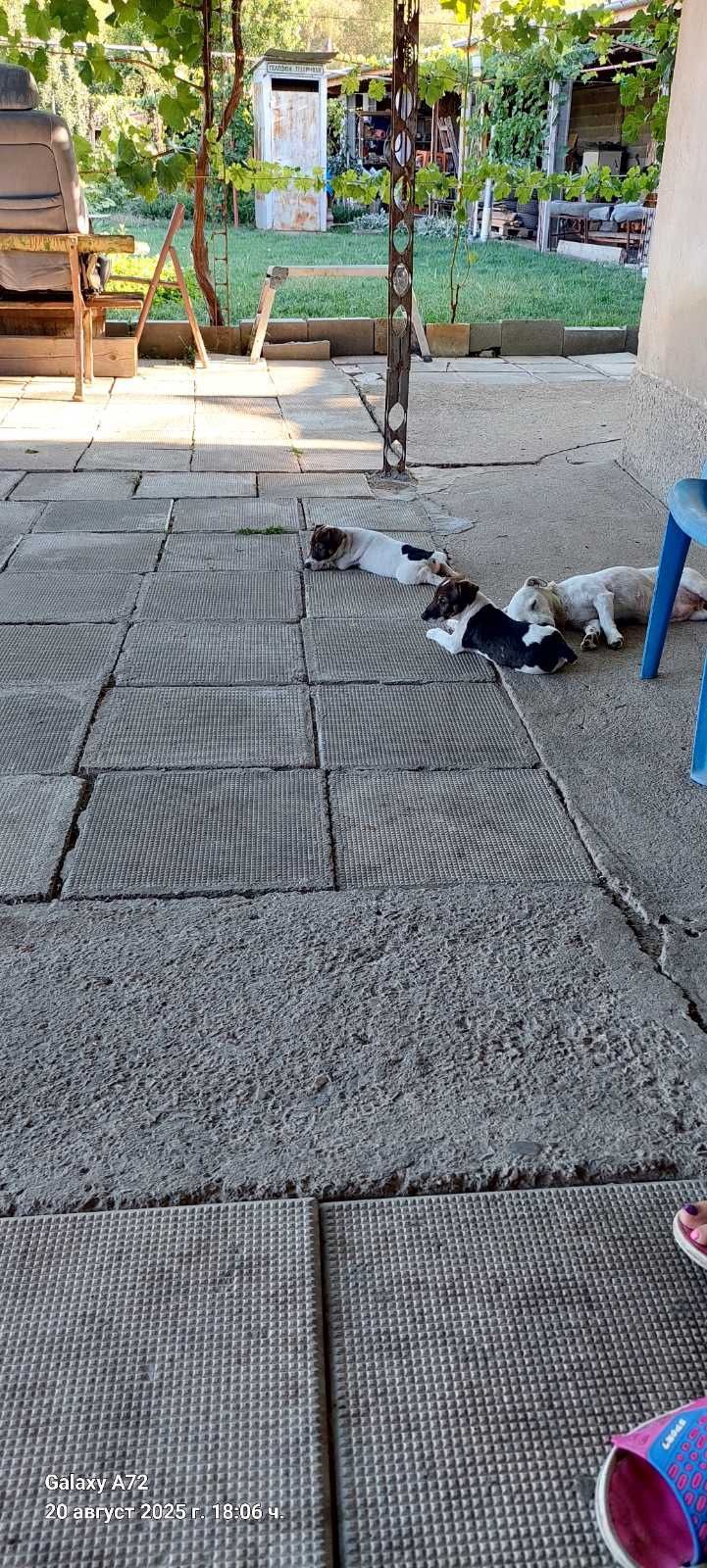 Джак ръсел териер