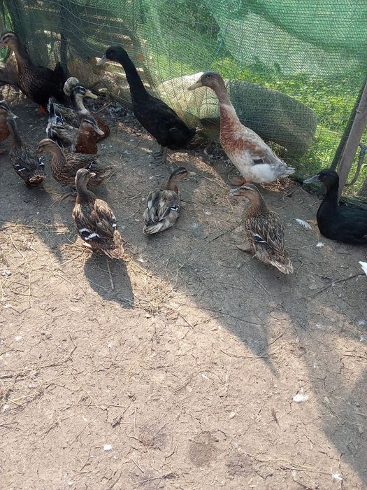 Rate sălbatice de vanzare