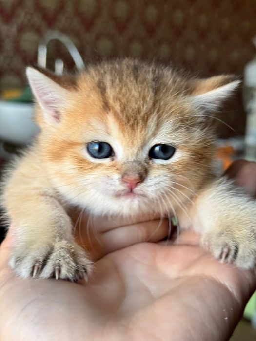 Mushuchalaga bron ochildi