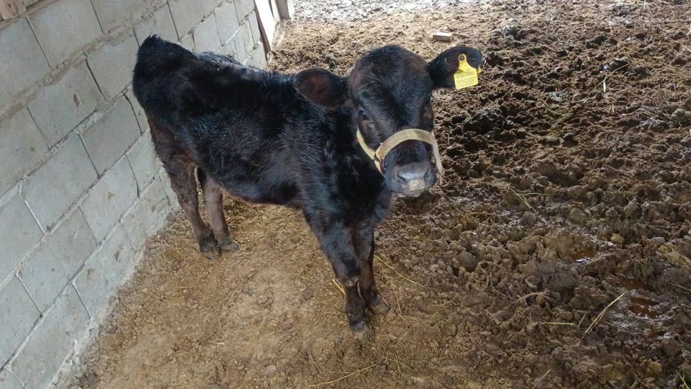 Продаеттся 8 ми месячный телёнок 
Цена 290000тыс
8айлык Бұзау сатылады